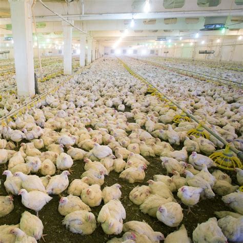 which animals are protected in factory farming